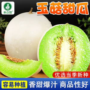 玉菇甜瓜种子白皮绿肉脆甜早熟香玉姑哈密瓜种籽中熟水果正品四季