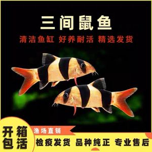 三间鼠鱼清洁鱼底层工具鱼热带观赏鱼龙鱼配鱼进口大三间鱼活体鱼
