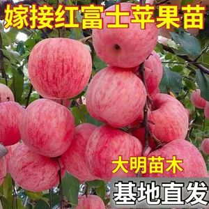 苹果树苗红富士嫁接苹果苗冰糖心苹果树苗盆栽地栽苹果树当年结果