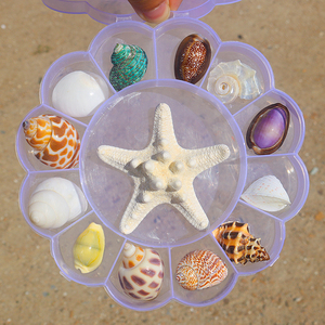 天然海螺贝壳海星标本礼盒装海洋生物科普材料幼儿园儿童幼教礼物