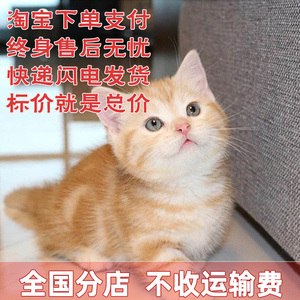 橘猫幼崽狮子猫狸花猫幼猫小桔猫白猫小猫咪三花奶牛猫网红宠物猫