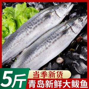 5斤大鲅鱼 新鲜马鲛鱼海捕鲜活马胶鱼整条冷冻海鱼海鲜水产批发