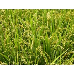 旱稻  早稻  晚稻 梗稻 常规稻 水稻种子、优良稻种、原种