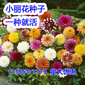 小丽花花种子 四季种盆栽草花 小丽菊花卉种子 四季播易种