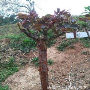 野生山木香砧木l小果蔷薇红刺藤嫁接月季玫瑰庭院种植耐寒现