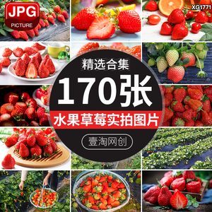 红色草莓生态有机新鲜水果奶油采摘草莓果园JPG设计高清图片素材