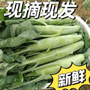 广东芥兰鸡腿大芥蓝新鲜应季时令蔬菜农家自种现摘绿色青菜下饭菜