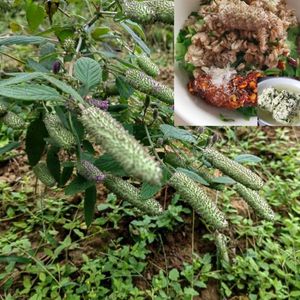 木姜花种子贵州特色调味料毛菇毛菇木姜花木浆花食用草本植物种籽