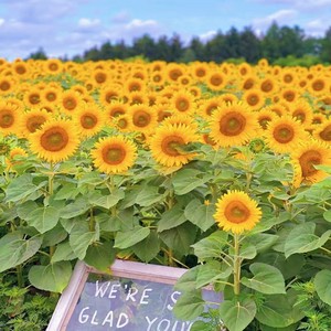 向日葵种孑花种籽子四季播种开花易活花籽室内外庭院观赏花海种子