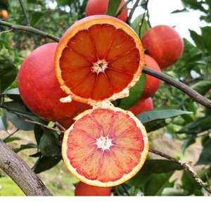 四川血橙10斤当季新鲜水果冻甜橙孕妇塔罗科雪橙中华红心橙