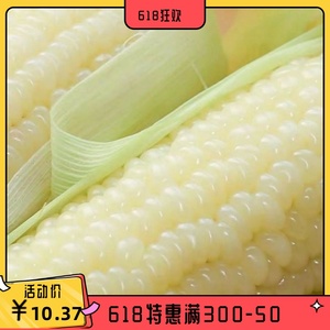 超甜糯水果牛奶白玉米种子台湾冰糖非转基因四季播大田蔬菜种籽