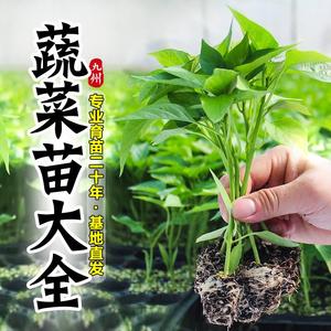 蔬菜苗秧辣椒苗番茄苗茄子苗黄瓜苗四季播种阳台盆栽水果树苗大全