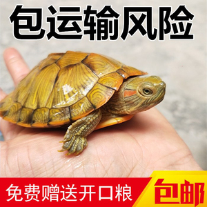 【乌龟金钱龟深麝青头龟香龟水龟鳄龟乌地图火焰龟草龟深水乌龟深