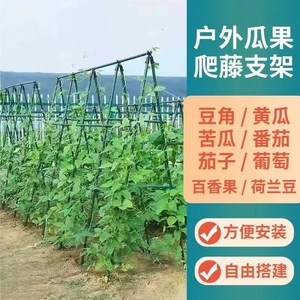 爬藤架黄瓜蔬菜架杆菜园蔬菜爬架搭棚子架子阳台葡萄架藤蔓花藤架