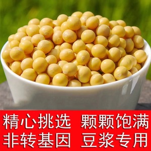 东北新鲜黄豆500g非转基因黄豆豆浆豆花豆腐原料