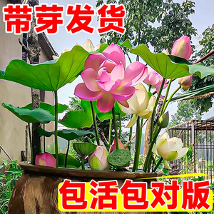 观赏荷花藕种盆栽碗莲睡莲水养莲花缸栽莲藕种苗池塘水生植物花卉