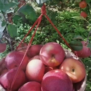 大凉山盐源红将军苹果泸沽湖畔丑苹果当季新鲜水果不打蜡不套袋