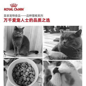 腐败猫猫粮BS34猫毛猫成B短粮宠物蓝猫猫咪主粮2KG