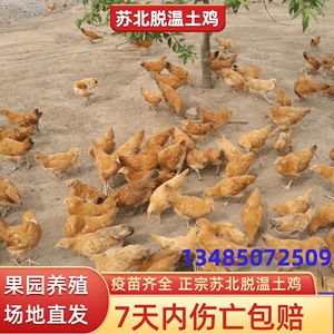 土鸡脱温土鸡活苗苏北草鸡1斤农家散养小鸡高产蛋土鸡老母鸡