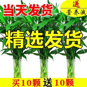 富贵竹水培植物客厅四季常青好养盆景绿萝发财树办公室内招财绿植