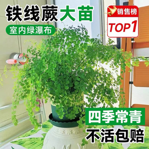 铁线蕨禄植盆栽客厅吸甲醛绿植凤尾蕨铁丝草室内耐寒耐阴蕨类植物