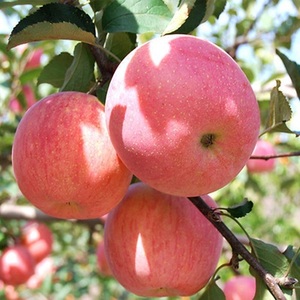 河南三门峡灵宝苹果正宗寺河山红富士一级精品冰糖心新鲜当季水果