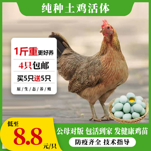 纯种一斤土鸡活苗半大高产蛋鸡活苗麻羽鸡笨鸡绿壳蛋活体小鸡活苗