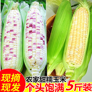 【顺丰包邮】新鲜 水果玉米 甜玉米棒包谷糯玉米现摘带壳农家特产