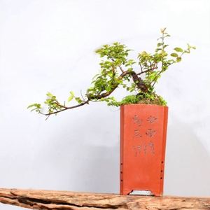 雀梅盆景福建茶白腊六月雪老桩绿植物造型下山熟桩树桩