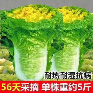 北京小杂56早熟黄心大白菜种籽春夏秋包心白菜种高产抗病蔬菜种子