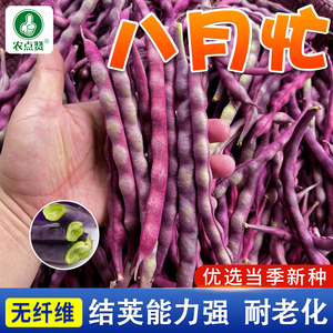 八月忙压趴架紫芸豆种子春秋季播豆角豇豆蔬菜籽早产抗病易种结果