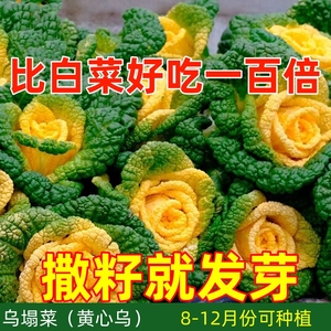 【可越冬】奶油黄心乌种子耐寒黄心乌塌菜种籽菊花心秋冬蔬菜种子