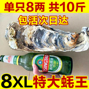 8XL特大蚝王鲜活乳山生蚝新鲜牡蛎超大肉海蛎子海鲜刺身即食10斤