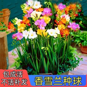 香雪兰种球盆栽重瓣带花苞混色小苍兰室内四季开花花卉绿植物