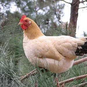 纯种杏花鸡种蛋受精蛋可孵化高产肉鸡蛋大型土鸡受精种