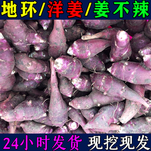 东北新鲜洋姜野生姜不辣地环菊芋腌制咸菜籽凉拌酱菜食用紫皮红皮