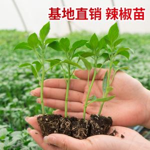 辣椒苗秧苗皱薄皮青椒甜椒线椒树苗小番茄西红柿茄子黄瓜盆栽种苗