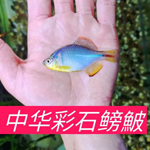 彩石鳑鲏鱼冷水鱼群游好养活除丝藻高体鳑鲏七彩鳑鲏原生缸造景