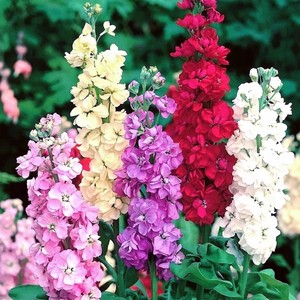 芳香紫罗兰花种子四季易种室内庭院种植盆栽绿植花卉花籽可做切花