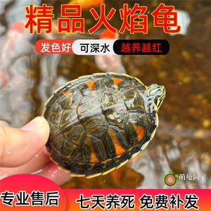 火焰龟乌龟活体宽纹红黄腹火焰深水缸混养龟长寿龟观赏素食吃菜龟