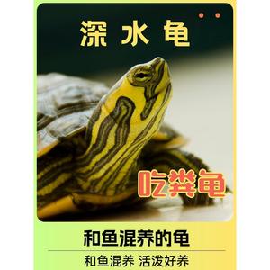 深水黄耳龟吃粪龟鱼缸可混养冷水龟观赏懒人小宠物乌龟长寿龟包邮