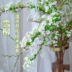 雪柳干枝鲜枝水养遇水开花冬季鲜花带芽花瓶干支树苗水培植物真花