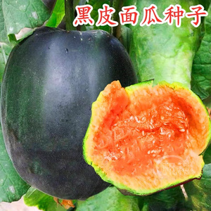 黑面瓜籽香瓜种子小可爱甜瓜种子红皮黑皮面瓜种子春秋播种蔬菜种