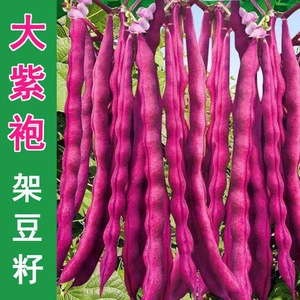 大紫袍紫红四季豆种子高产芸豆懒人春秋紫豆角架豆籽爬藤蔬菜种子