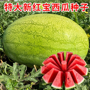 巨型西瓜种籽高产四季大红宝深绿甜王抗重茬懒汉红沙瓤西瓜种子孑