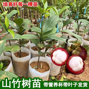 山竹树苗正宗无核山竹果苗南方北方种植四季庭院盆栽地栽当年结果