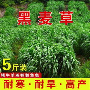 黑麦草种籽四季青多年生耐寒牧草种子鸡鸭牛羊四倍高产黑麦草子种