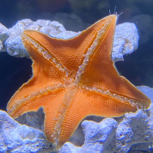 海星活宠物鲜活的派大星活体迷你海洋生物翻沙海缸清洁小海星活物