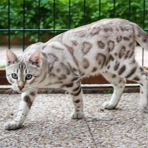 孟加拉雪豹猫幼崽纯种银豹黄金豹亚豹双血统大理石纹玩具虎活体