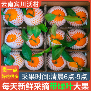 云南大理宾川沃柑新鲜水果当季整箱10斤桔橘子纯甜果园应季